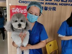 -宠福鑫康馨动物医院·骨科·眼科