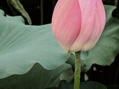 -厦门园林博览苑