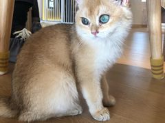 -猫腻·猫咖·撸猫馆(星光大道店)