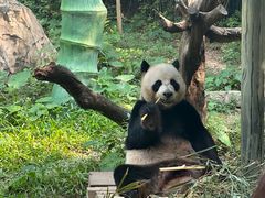-广州长隆欢乐世界