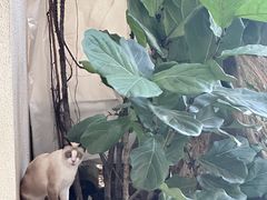-麦哲伦丝绸度假村