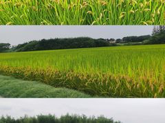 -良渚古城遗址公园