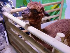 -正佳雨林生态植物园