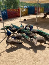 -萌宠亲子动物乐园(槐房万达店)