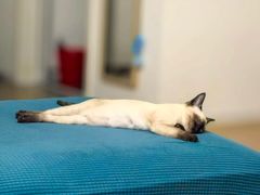 -欣宠猫屋·矮脚拿破仑·蓝金金渐层