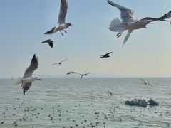 -深圳湾公园(南山区)