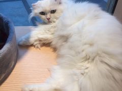 -Pets First伊珊娜洗护·精致美容·家庭式寄养(新会路店)