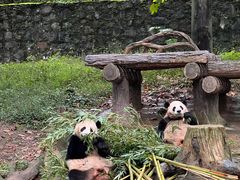 -都江堰中华大熊猫苑