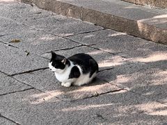 -秋霞圃