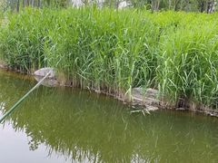 -西安浐灞国家湿地公园