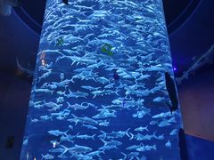 -香港海洋公园