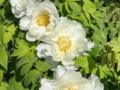 -洛阳市隋唐城遗址植物园