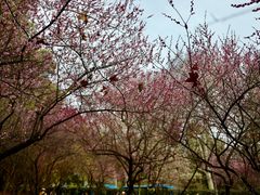 -武汉大学-樱园