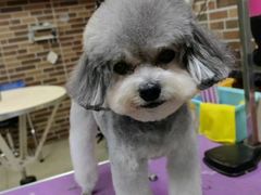-安安宠医宠物医院·异宠·犬猫内科(岳阳分院)