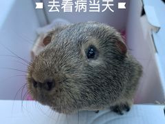 -北京观赏动物医院·24小时大型综合·猫专科·异宠专科