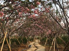 -天适樱花悠乐园