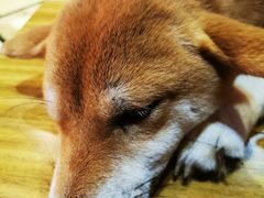 -猫色咖啡·猫咖