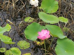-荷塘月色湿地公园·向阳花洲
