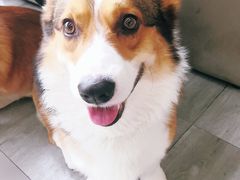 -爱侣宠医·鹦鹉专科·小型哺乳类·异宠专科(灵石路店)