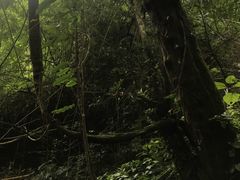 -莫里热带雨林景区