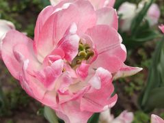 -上海鲜花港