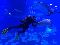 -烟台海昌鲸鲨海洋公园