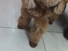 -全心全意连锁动物医院·微创中心·内科急重症·心脏专科(丰管路店)