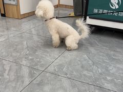-瑞派雷欧宠物医院·24h夜诊·心脏骨科牙科·全科重症转诊中心(无影山店)