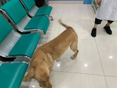 -乖乖乐动物医院(小汤山分院)