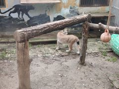 -青藏高原野生动物园