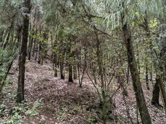 -长虫山生态公园风景林