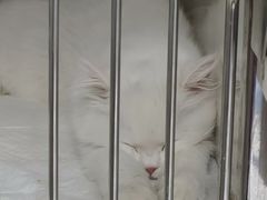 -美联众合动物医院·24h京西诊疗中心