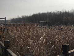 -溱湖国家湿地公园