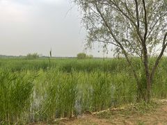 -绿堤公园