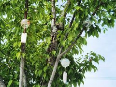 -绵阳盛世樱花悠乐谷