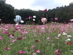 -大塘金香草谷