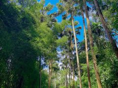 -中国科学院西双版纳热带植物园