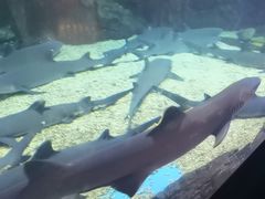 -烟台海昌鲸鲨海洋公园