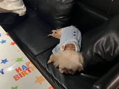 -百好乐宠物友好餐厅(朝外大街店)