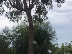 -大湾区中央湿地公园