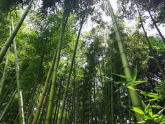 -西湖风景区十里琅珰-五云山