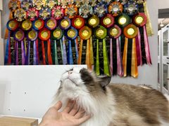 -青奢宠物·青奢猫舍