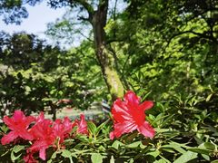 -杭州植物园