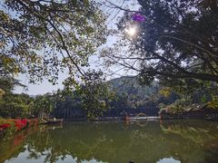 -西双版纳原始森林公园