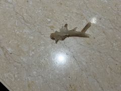 -南京金丝利喜来登酒店