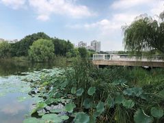 -新江湾城公园