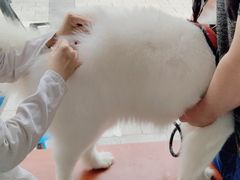 -艾贝尔宠物医院 ·内科全科(梁溪路店)