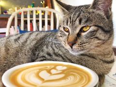 -海边的猫和咖啡馆