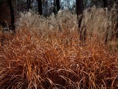 -野鸭湖国家湿地公园
