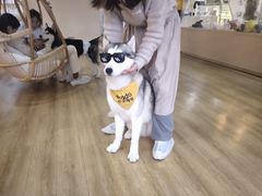 -Husky Go! 哈士奇体验馆·宠物咖啡厅狗咖